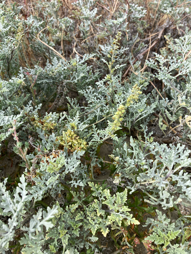 Silver bur ragweed (Ambrosia chamissonis)