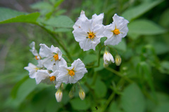 Solanum maglia