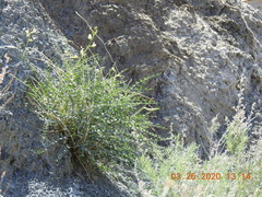 Astragalus tricarinatus