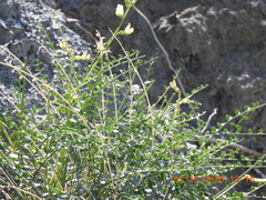 Astragalus tricarinatus