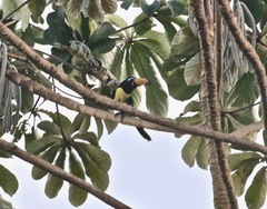 Pteroglossus inscriptus