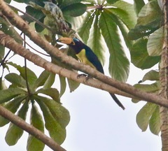 Pteroglossus inscriptus