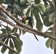 Pteroglossus inscriptus