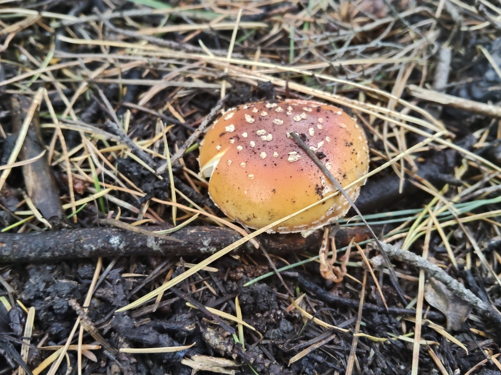 Amanita muscaria · April 2026 · photo: © john_barkla (iNaturalist, cc0)
