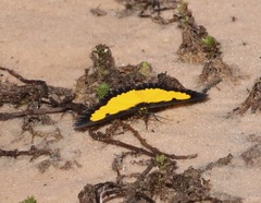 Xanthyris flaveolata