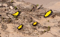 Xanthyris flaveolata