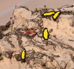 Xanthyris flaveolata