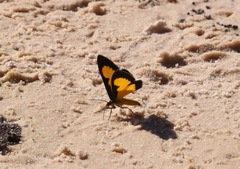 Xanthyris flaveolata