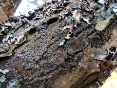 Protopannaria pezizoides