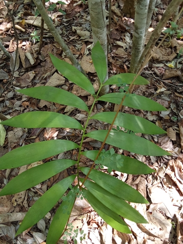 Zamia prasina, photograph 5
