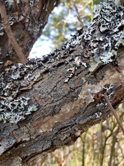 Protopannaria pezizoides