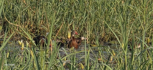 Black-bellied Whistling-Duck (Dendrocygna autumnalis)