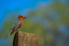 Pyrocephalus rubinus