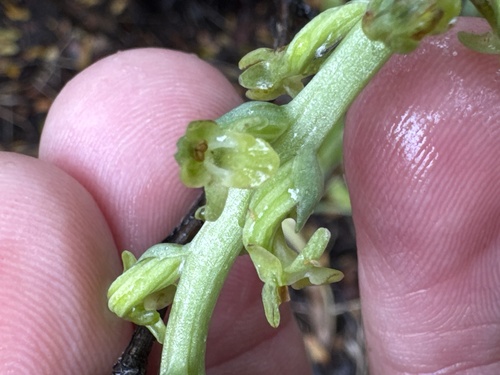 Platanthera cooperi, 2026-04-26