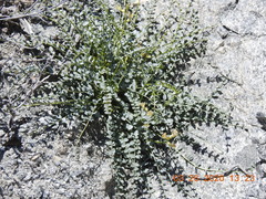 Astragalus tricarinatus