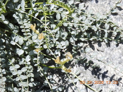 Astragalus tricarinatus