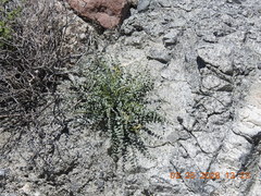 Astragalus tricarinatus
