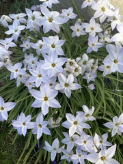 Ipheion