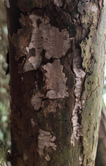 Amylostereum laevigatum