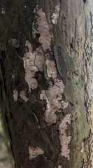 Amylostereum laevigatum