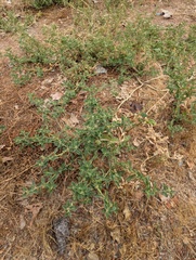 Atriplex suberecta, photograph (c) Amy, some rights reserved (CC BY)
