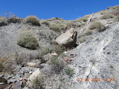 Astragalus tricarinatus