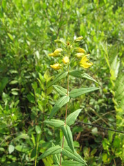 Lysimachia asperulifolia