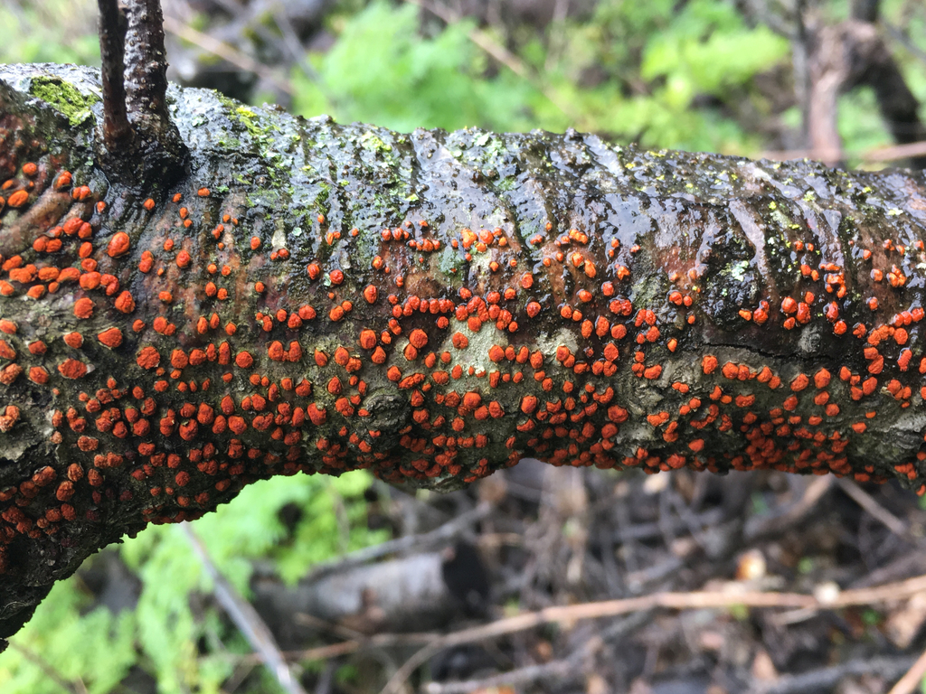 Cryphonectriaceae