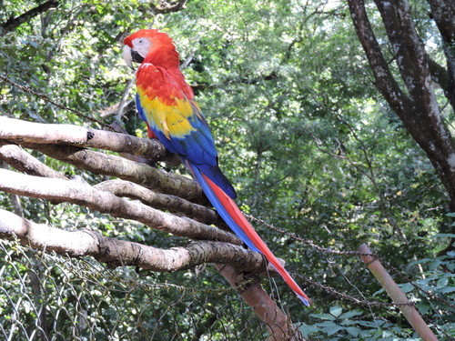 Scarlet Macaw