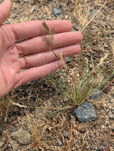Schismus barbatus, photograph 6