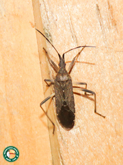 Dicranocephalus