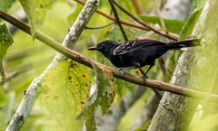 Cercomacra nigricans