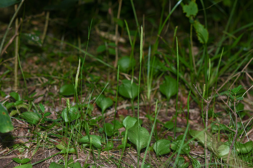 Ophioglossum reticulatum observed 2026-04-19