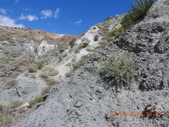 Astragalus tricarinatus