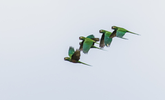 Leptosittaca branickii