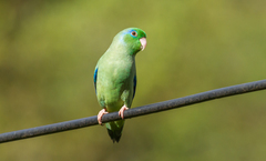 Spectacled Parrotlet photo 4