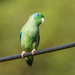 Cauca Spectacled Parrotlet - Photo (c) David Monroy R, some rights reserved (CC BY-NC), uploaded by David Monroy R