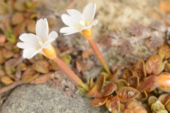 Epilobium angustum