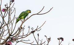 Amazona amazonica amazonica