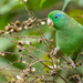 Spectacled Parrotlet - Photo (c) David Monroy R, some rights reserved (CC BY-NC), uploaded by David Monroy R