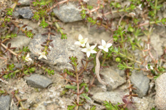 Galium perpusillum