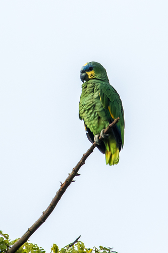 Loro Guaro Orange-winged Parrot Aves que vi Amazona Amazonica White Frame