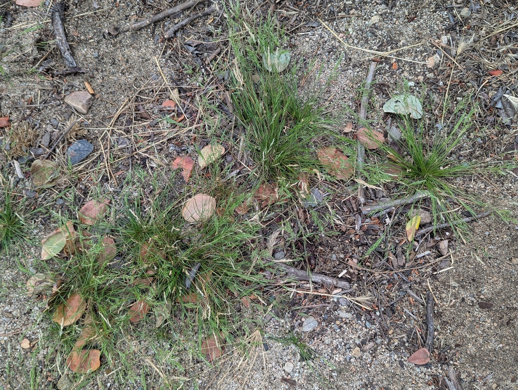 Schismus barbatus; photograph (c) Amy, some rights reserved (CC BY)