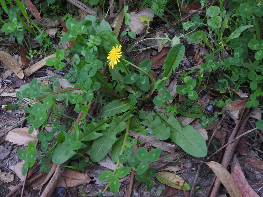 Taraxacum triforme