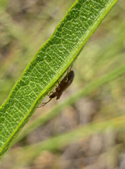 Notoxus monodon