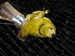 Kurochkinegramma hypogrammicum