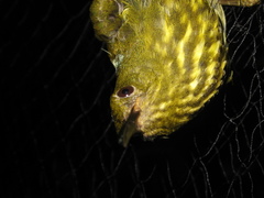 Kurochkinegramma hypogrammicum