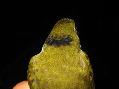 Kurochkinegramma hypogrammicum