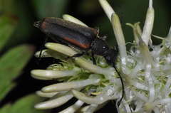 Anastrangalia dubia
