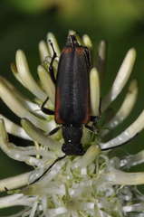 Anastrangalia dubia
